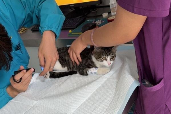 两个月的小猫不吃猫粮如何处理，根据发生原因采取对应措施