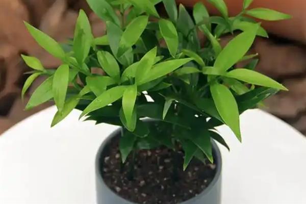 平安竹怎么养，每隔5天左右浇一次水