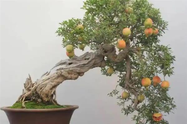 让小石榴多开花的方法，提供全日照并保持通风