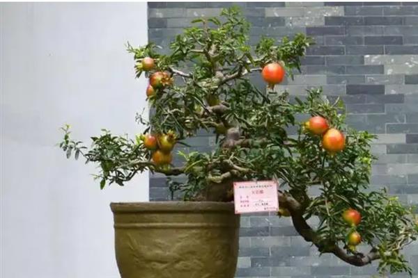 让小石榴多开花的方法，提供全日照并保持通风