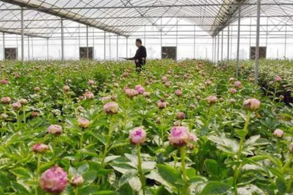 芍药有哪些种植技巧，要避免太阳直射过长时间