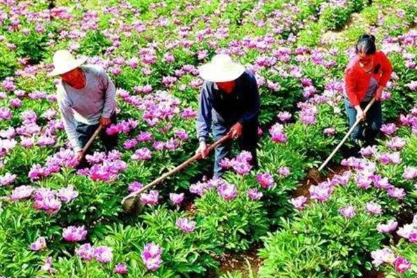 芍药有哪些种植技巧，要避免太阳直射过长时间