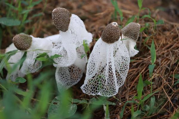 竹荪是从哪里长出来的，是从地里长出来的