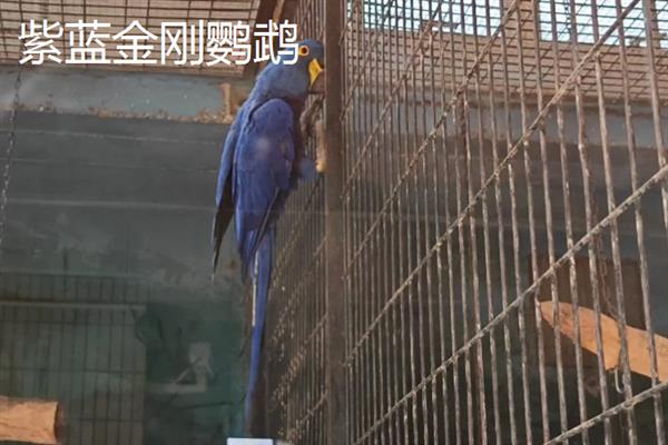 哪些鹦鹉比较大，有紫蓝金刚鹦鹉、蓝黄金刚鹦鹉等品种