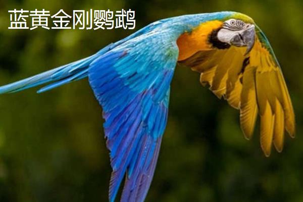 哪些鹦鹉比较大，有紫蓝金刚鹦鹉、蓝黄金刚鹦鹉等品种