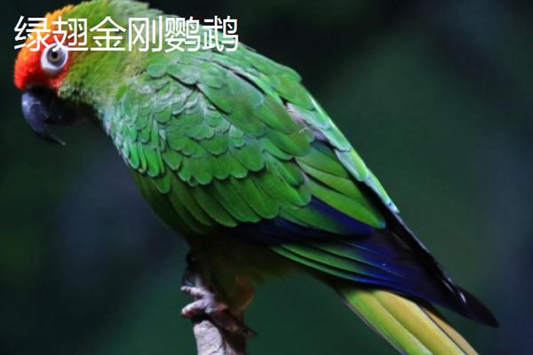 哪些鹦鹉比较大，有紫蓝金刚鹦鹉、蓝黄金刚鹦鹉等品种