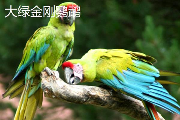 哪些鹦鹉比较大，有紫蓝金刚鹦鹉、蓝黄金刚鹦鹉等品种