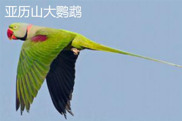 哪些鹦鹉比较大，有紫蓝金刚鹦鹉、蓝黄金刚鹦鹉等品种