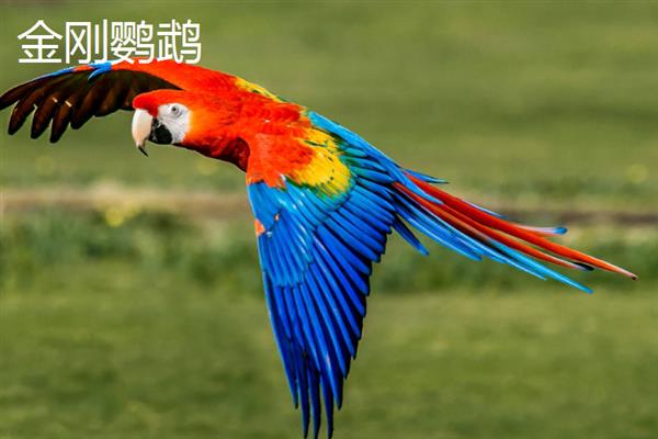 哪些鹦鹉比较大，有紫蓝金刚鹦鹉、蓝黄金刚鹦鹉等品种