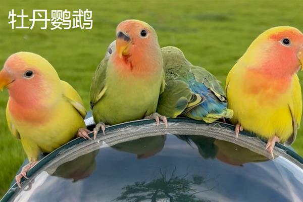 哪些鹦鹉比较大，有紫蓝金刚鹦鹉、蓝黄金刚鹦鹉等品种