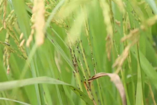 在什么温度下稻飞虱会停止生长繁殖，低于5℃、高于30℃都无法繁育