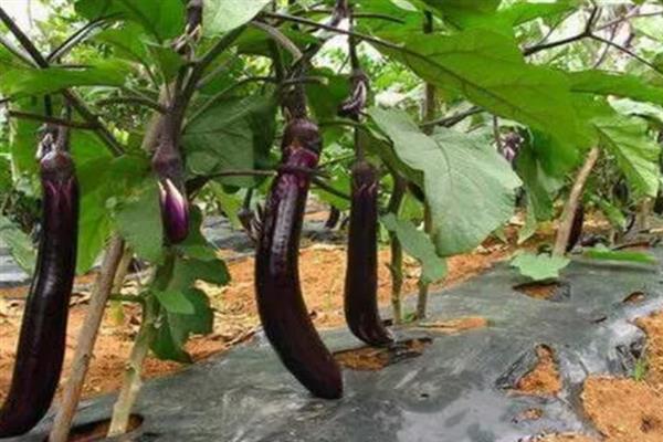 茄子的摘叶时间，可以在植株结果时进行