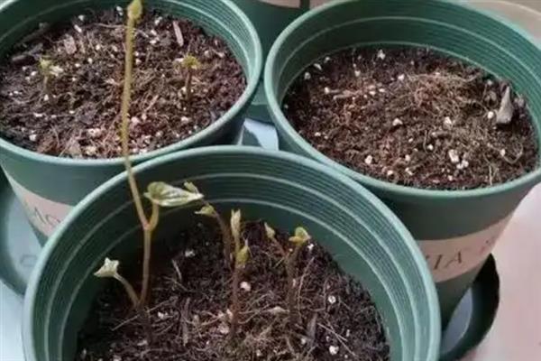 山药发芽的盆栽种植方式，要先将山药发芽的部分剪成小段