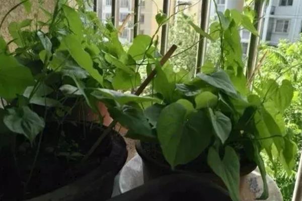 山药发芽的盆栽种植方式，要先将山药发芽的部分剪成小段