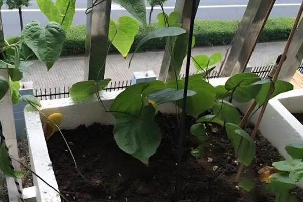 山药发芽的盆栽种植方式，要先将山药发芽的部分剪成小段