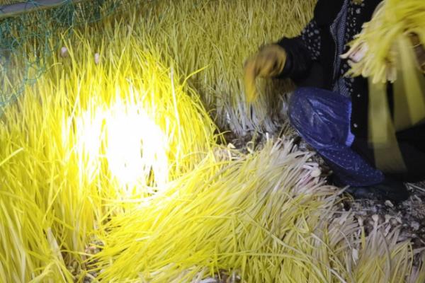 怎么建种蒜黄的大棚，需要建一个半地下室式大棚