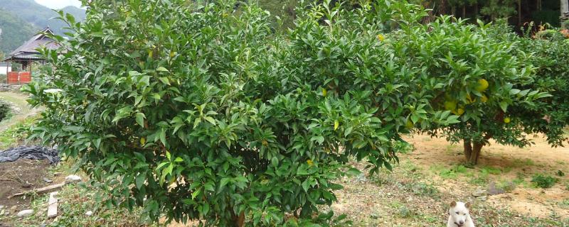 识别徒长枝的方法，具有枝条直立且节间较长、叶芽不够饱满等表现