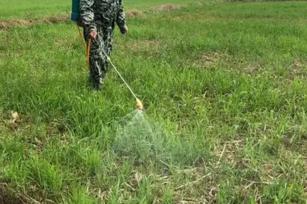 百草枯原药简介，在300℃分解