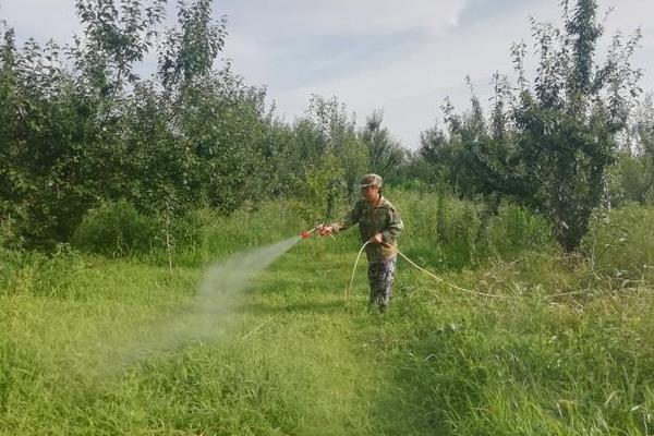 百草枯原药简介，在300℃分解