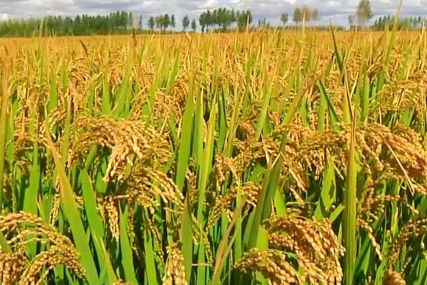粳米和大米有什么区别，颜色、价格和产量均不同