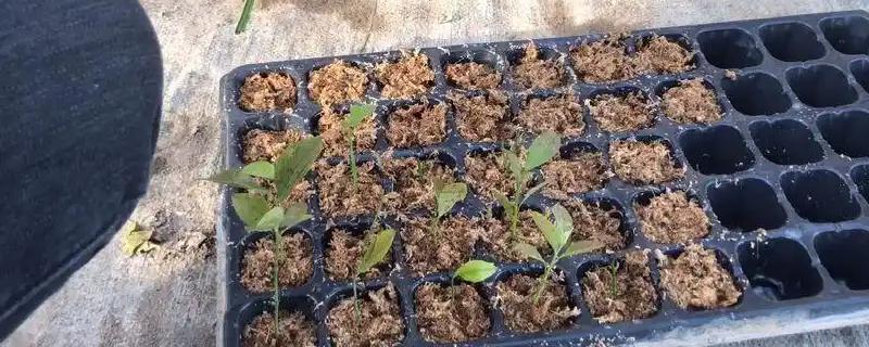 蓝莓的扦插时间，以2-4月份为宜