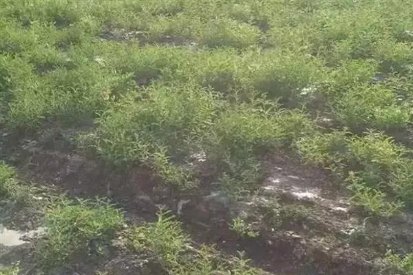 黄芪的种植注意事项，7月底之前进行打顶