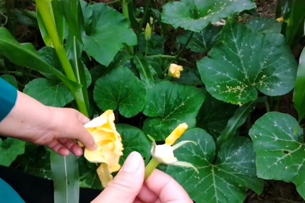 为什么南瓜不结果，可能是授粉不良或缺少光照所致
