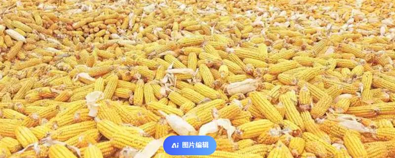 迪卡2235玉米种简介，株高约为307cm