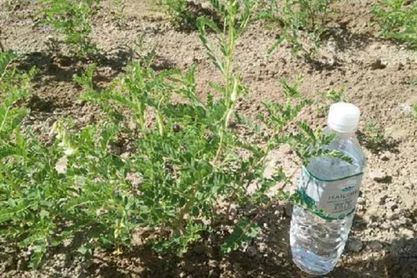黄芪的种植注意事项，7月底之前进行打顶