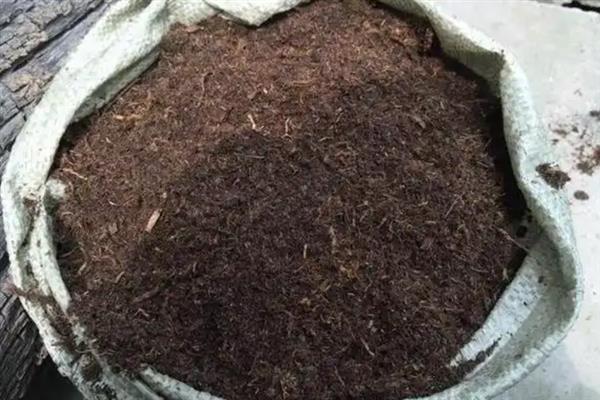 蕙兰的养殖方法，养殖2年后需要为其更换一次盆土