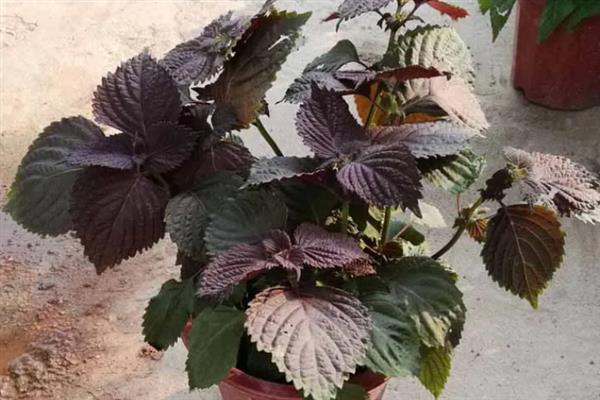 盆栽紫苏是不是只能活一年，属于一年生植物