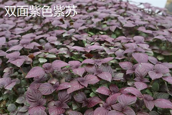 盆栽紫苏是不是只能活一年，属于一年生植物