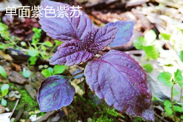 盆栽紫苏是不是只能活一年，属于一年生植物