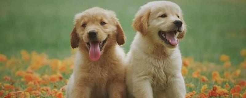 给幼犬喂食的方法，饲喂幼犬专用的羊奶粉比较好