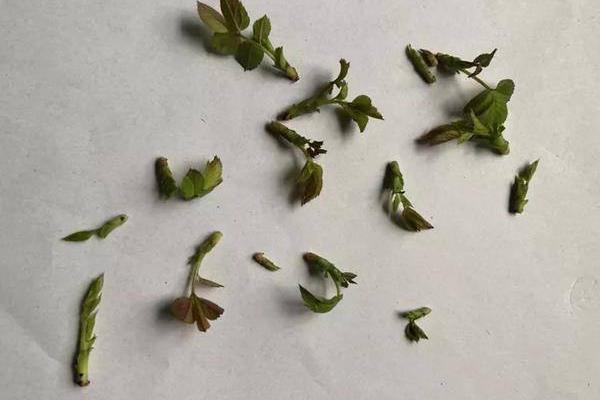 怎么给月季抹芽，要遵循去小留大、去内留外的原则