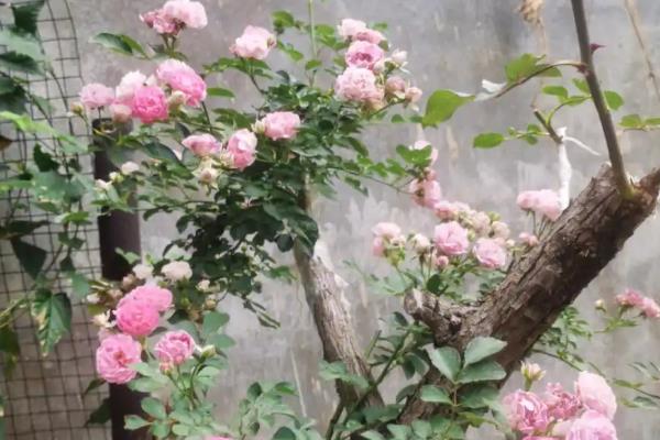 蔷薇花的养护方法，按照见干见湿的原则浇水