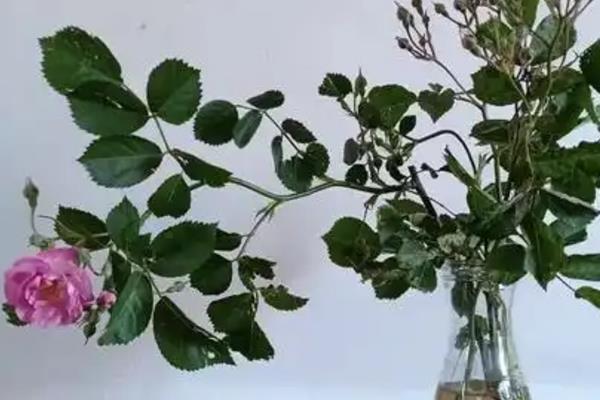 蔷薇花的养护方法，按照见干见湿的原则浇水