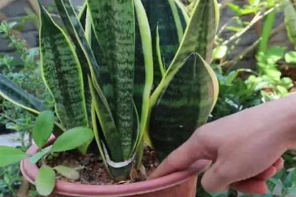 虎皮兰的品种，金边虎皮兰、银脉虎皮兰等品种较常见