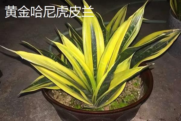 虎皮兰的品种，金边虎皮兰、银脉虎皮兰等品种较常见