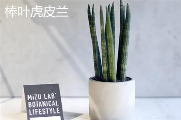 虎皮兰的品种，金边虎皮兰、银脉虎皮兰等品种较常见