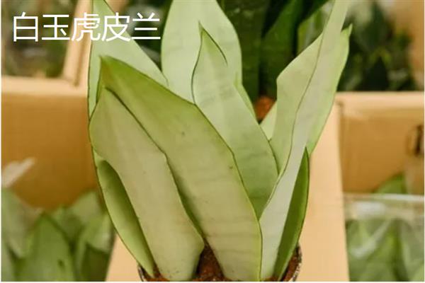 虎皮兰的品种，金边虎皮兰、银脉虎皮兰等品种较常见