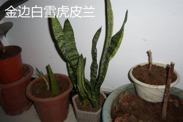 虎皮兰的品种，金边虎皮兰、银脉虎皮兰等品种较常见