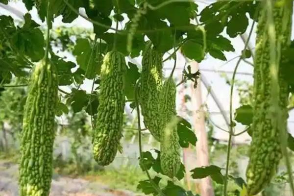 苦瓜怎么施肥，催苗肥可亩施10斤尿素