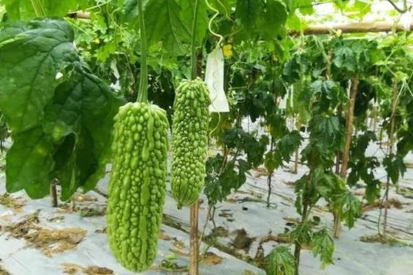 苦瓜怎么施肥，催苗肥可亩施10斤尿素