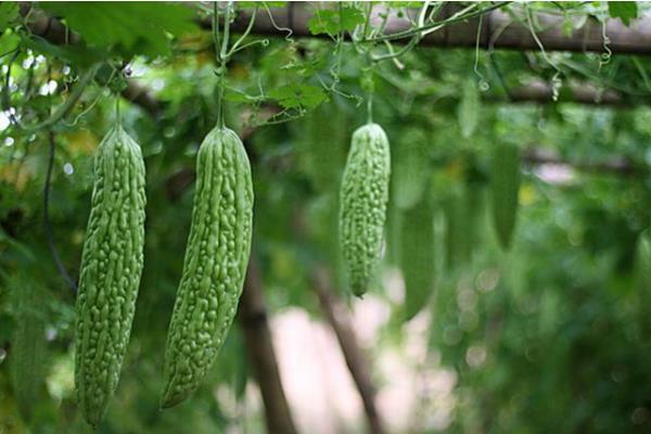 苦瓜怎么施肥，催苗肥可亩施10斤尿素