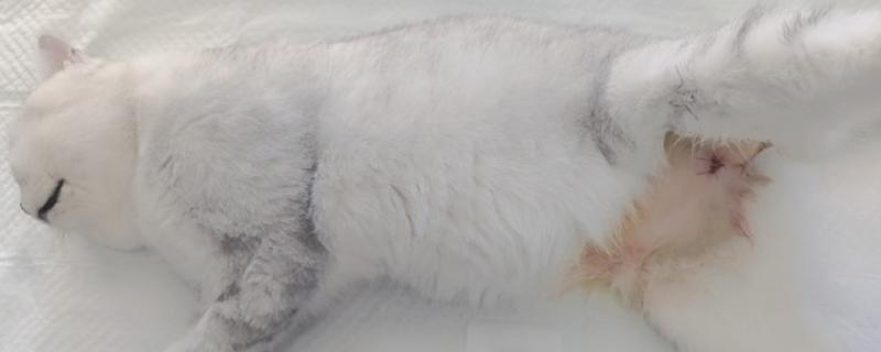 猫咪只有一个蛋蛋是怎么回事，可能是存在隐睾的情况