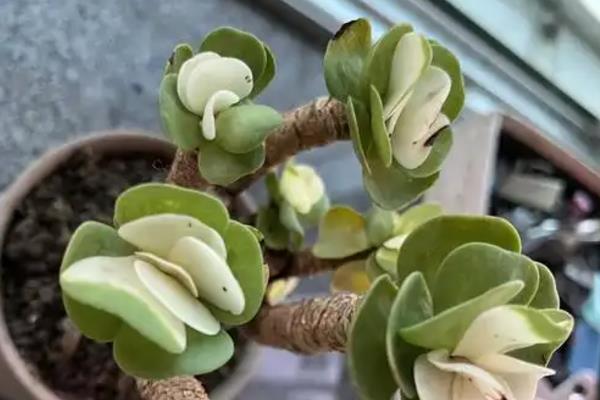 金钱木叶子发黄脱落的处理方法，需控制浇水并喷洒药剂