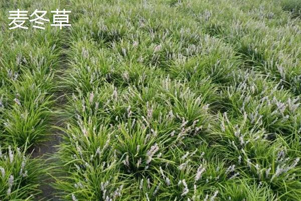 常见的观赏草品种，常见的有麦冬草、紫叶狼尾草等