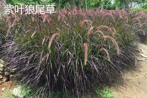 常见的观赏草品种，常见的有麦冬草、紫叶狼尾草等