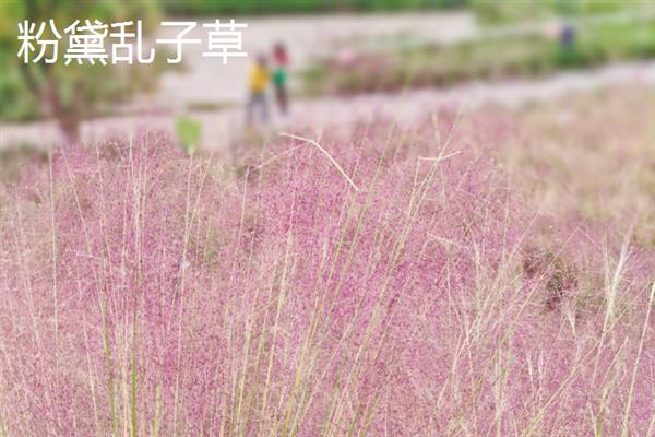 常见的观赏草品种，常见的有麦冬草、紫叶狼尾草等